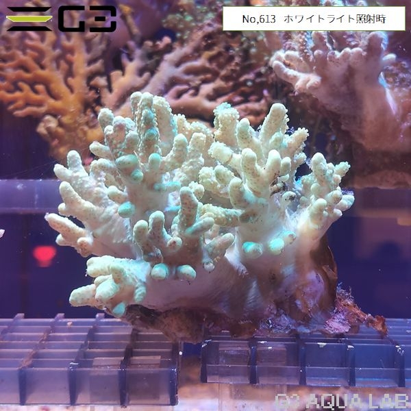 �ʥ��饫���ȥ������ָ����꡼�󡡡�No,613��