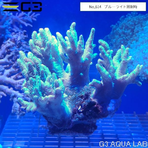 ナグラカタトサカ 蛍光グリーン (No,614)