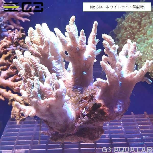 ナグラカタトサカ 蛍光グリーン (No,614)