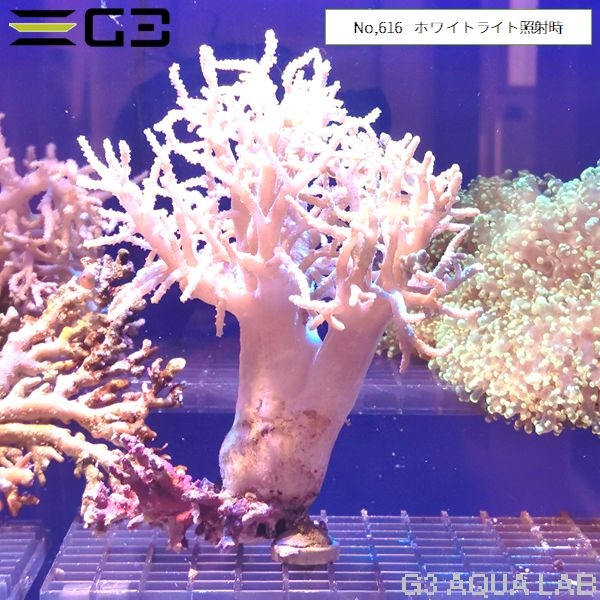 ヤナギカタトサカ 蛍光グリーン (No,616)