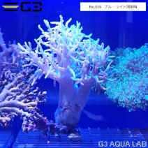 ��ʥ������ȥ������ָ����꡼�󡡡�No,616��