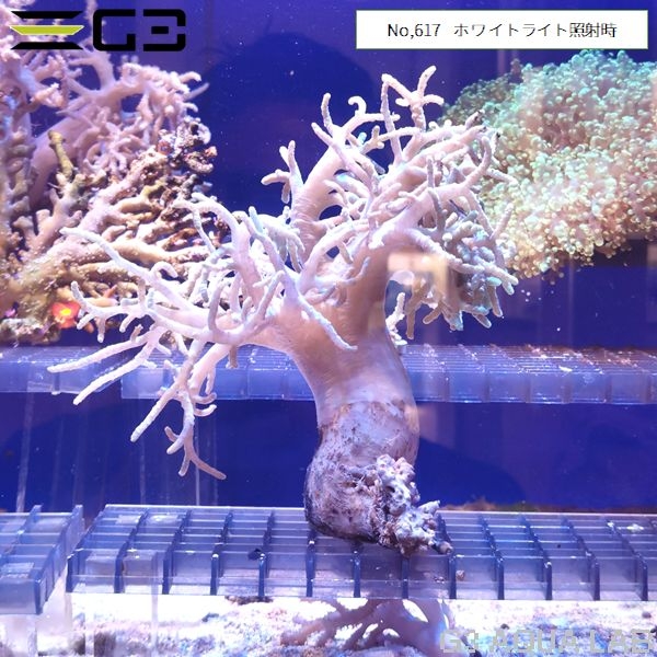 ヤナギカタトサカ 蛍光グリーン (No,617)