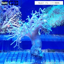 ��ʥ������ȥ������ָ����꡼�󡡡�No,617��