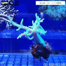 サンゴ ムセキツイ ソフトコーラル アクアリウムの通販は大阪のg3 Aqua Labまで