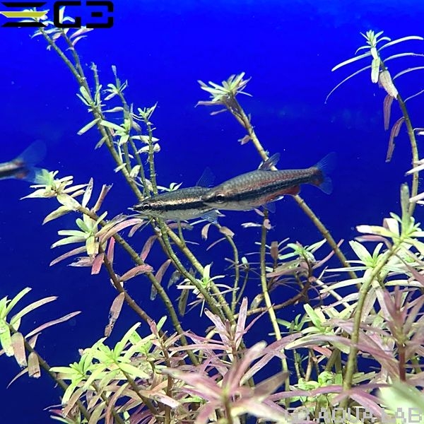 ナノストムス・ベックフォルディ 約3cm 3匹 (サンプル画像)