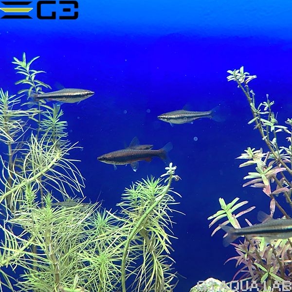 ナノストムス・ベックフォルディ 約3cm 3匹 (サンプル画像)