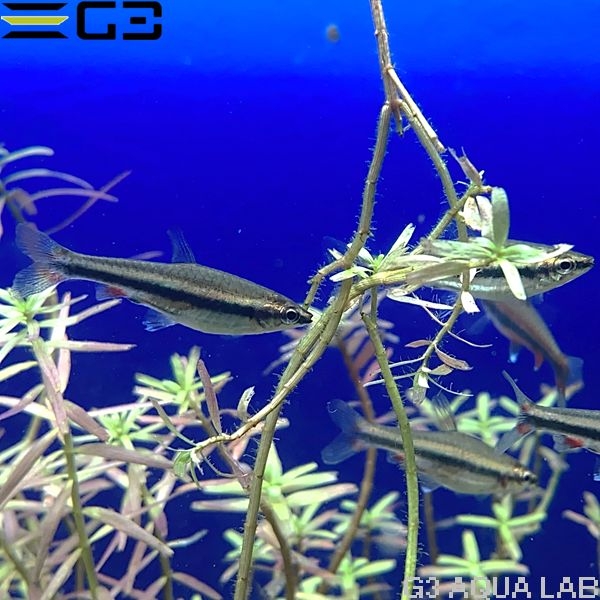 ナノストムス・ベックフォルディ 約3cm 3匹 (サンプル画像)