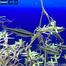 �ʥΥ��ȥॹ���٥å��ե���ǥ� ��3cm 3ɤ �ʥ���ץ������