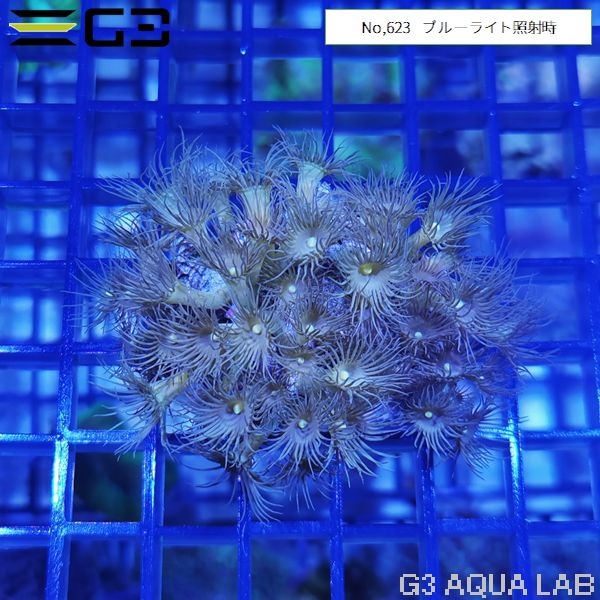 ���������ݥ�סʥ��������ޥ᥹�ʥ�����㥯�ˡ���No,623��