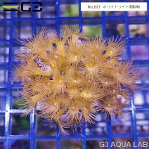 ���������ݥ�סʥ��������ޥ᥹�ʥ�����㥯�ˡ���No,623��