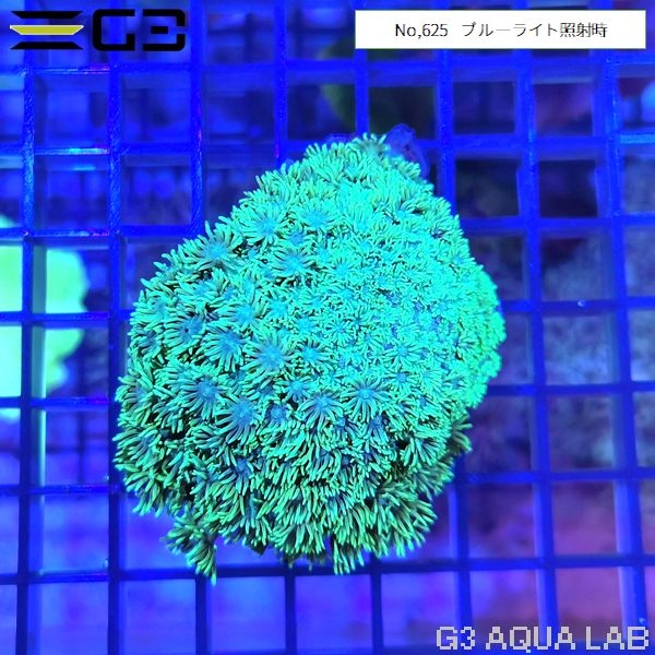 ハナガササンゴ ノーマルタイプ蛍光グリーン(No,625)