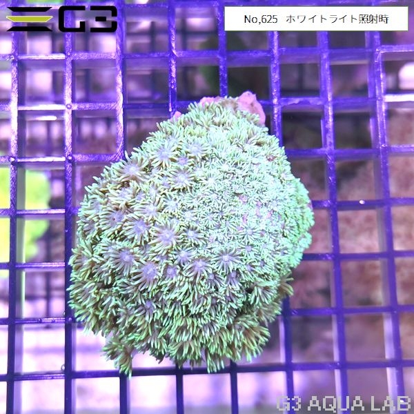 ハナガササンゴ ノーマルタイプ蛍光グリーン(No,625)