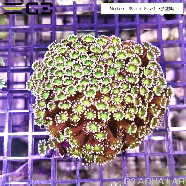 アワサンゴ ディープグリーン(No,627)
