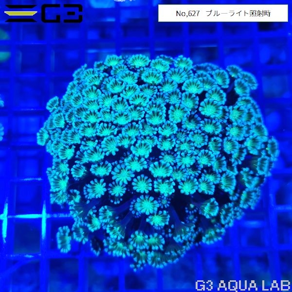 ���掠�󥴡��ǥ����ץ��꡼���No,627��