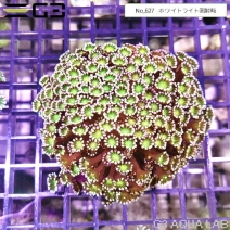 ���掠�󥴡��ǥ����ץ��꡼���No,627��