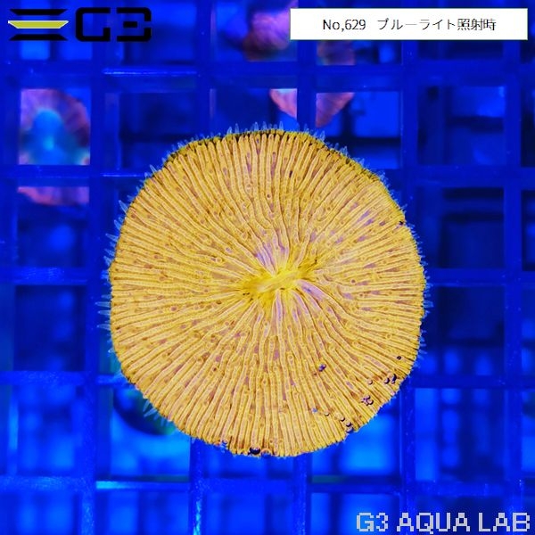 クサビライシサンゴ 蛍光オレンジ(No,630)