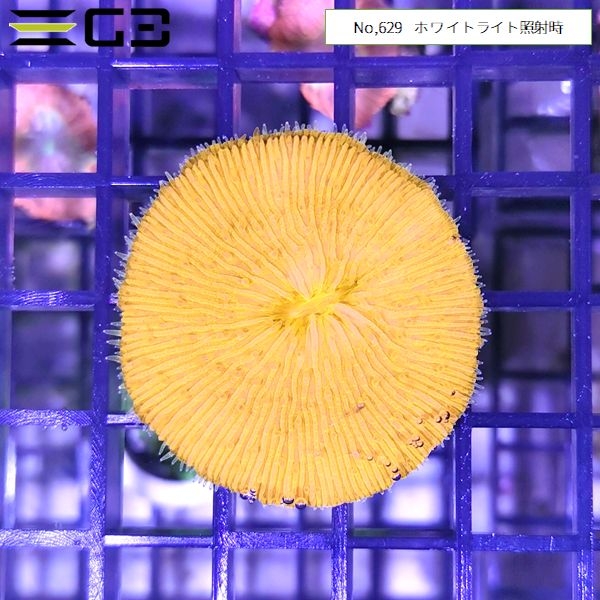 クサビライシサンゴ 蛍光オレンジ(No,630)
