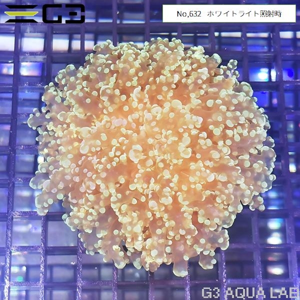 ホンタコアシサンゴ 蛍光グリーン(No,632)