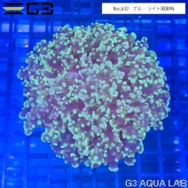 �ۥ󥿥��������󥴡��ָ����꡼���No,632��