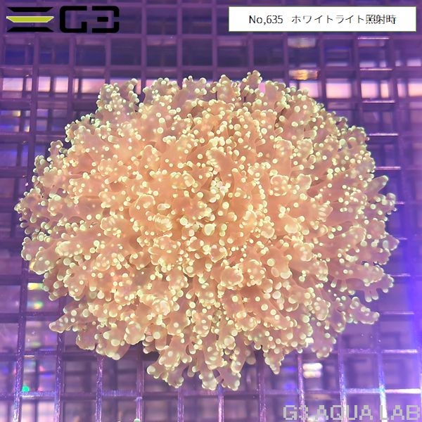 ホンタコアシサンゴ 蛍光グリーン Mサイズ(No,635)