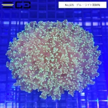 �ۥ󥿥��������󥴡��ָ����꡼�� M��������No,635��