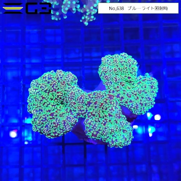 �ϥʥ֥��ĥĥޥ륵�� �����ѡ����꡼���No,638��