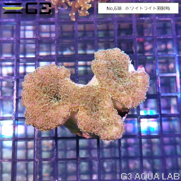 ハナブサツツマルサンゴ スーパーグリーン(No,638)