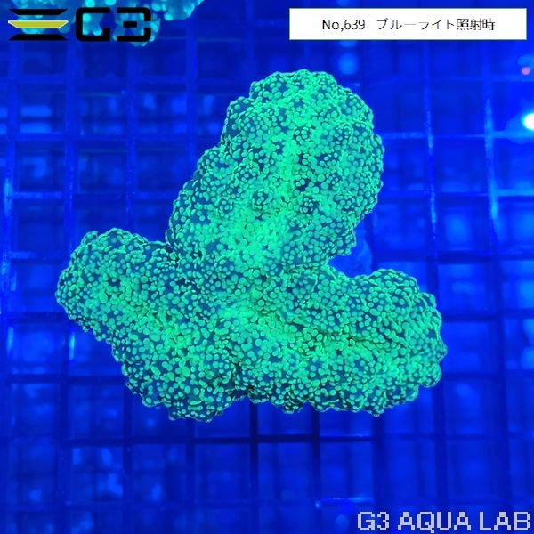 ハナブサツツマルサンゴ ライトグリーン(No,639)