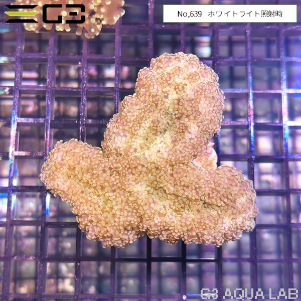 �ϥʥ֥��ĥĥޥ륵�� �饤�ȥ��꡼���No,639��