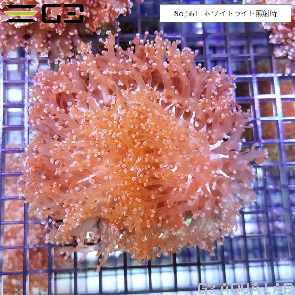 �ۥ󥿥��������󥴡��ԥ󥯥ѡ��ץ��No,561��