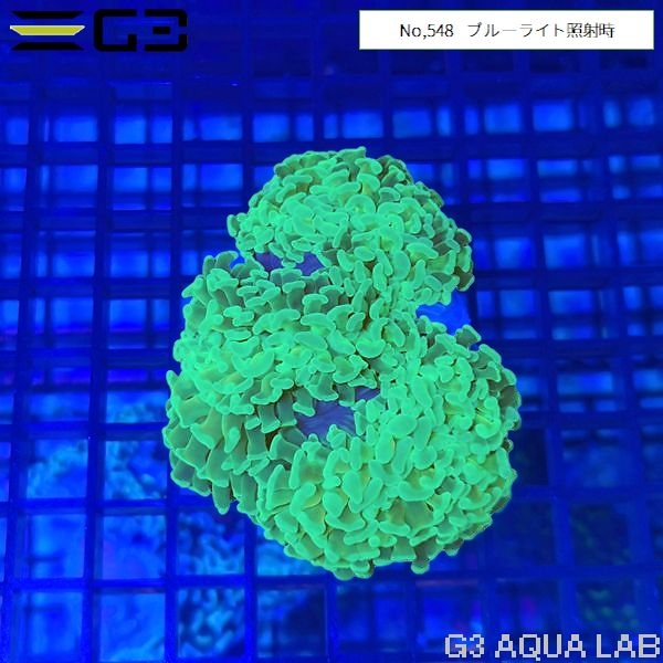 �ʥ���ϥʥ��󥴡����饤�ȥ���������No,548��