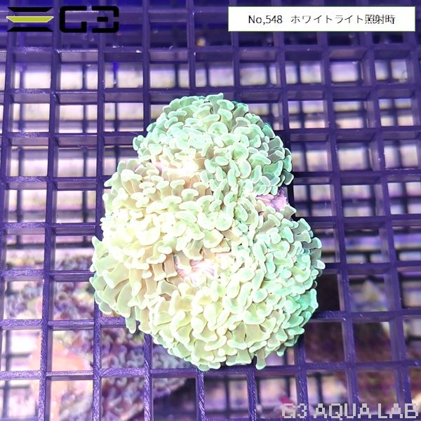 ナガレハナサンゴ 軸ライトイエロー(No,548)