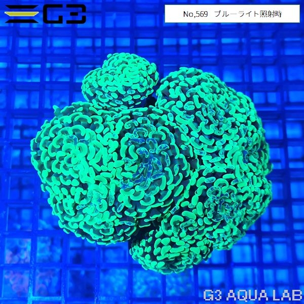 ナガレハナサンゴ スーパーグリーン(No,569)