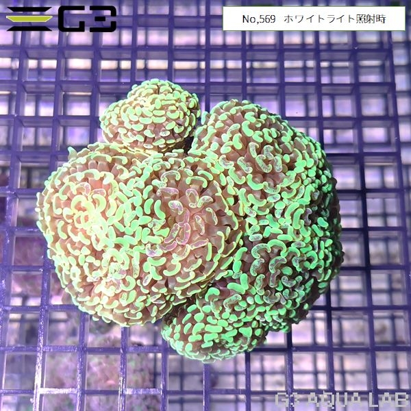 ナガレハナサンゴ スーパーグリーン(No,569)