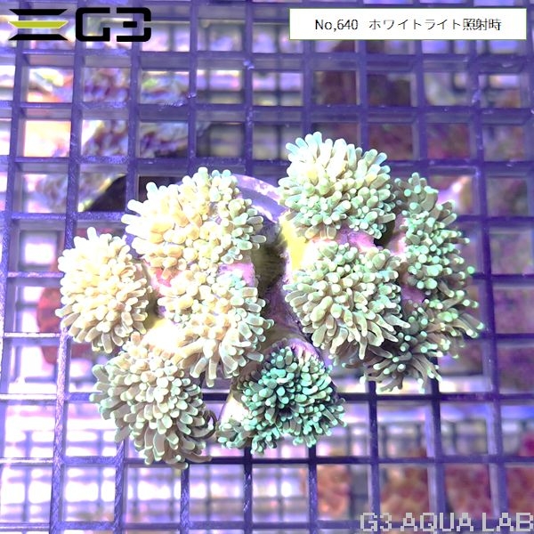 ハナサンゴ(フラワーコーラル) メタリックグリーン(No,640)