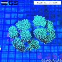 �ϥʥ��󥴡ʥե��������ˡ��᥿��å����꡼���No,640��