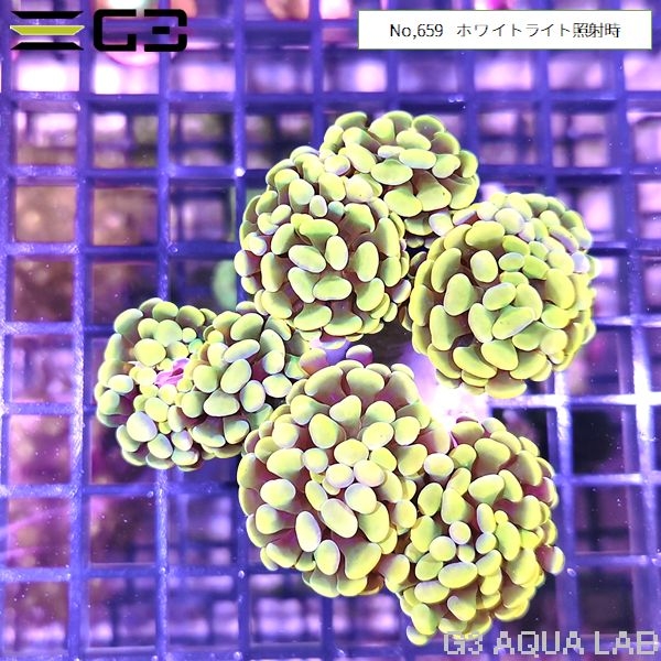 ナガレハナサンゴ(ブランチ)イエロー(No,659)