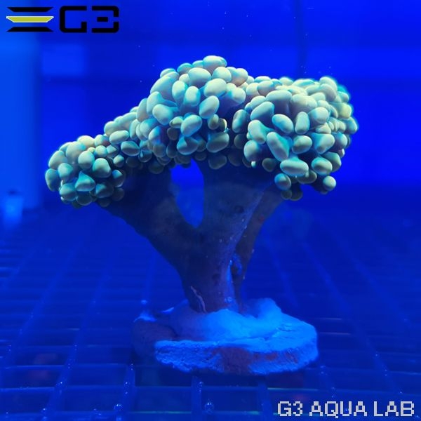 ナガレハナサンゴ(ブランチ)イエロー(No,659)