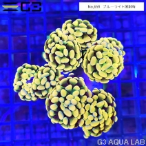 �ʥ���ϥʥ��󥴡ʥ֥����˥���������No,659��