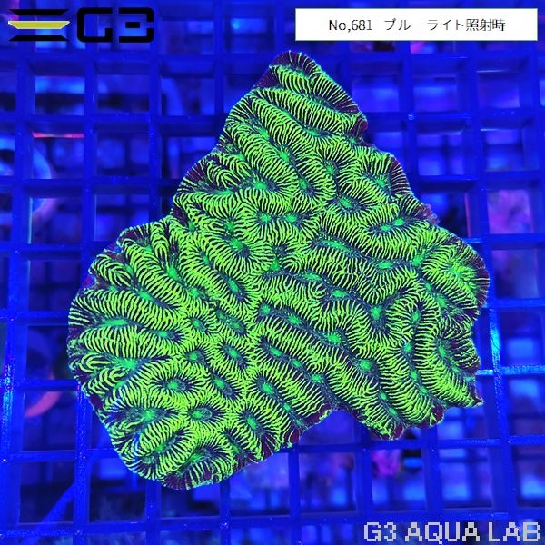 ノウサンゴ メタリックグリーン(No,681)