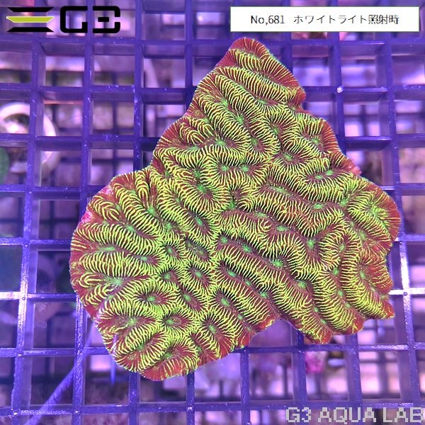 ノウサンゴ メタリックグリーン(No,681)