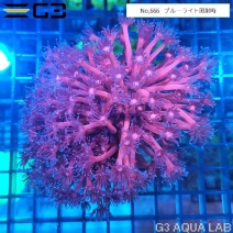 �ϥʥ������󥴡���åɥѡ��ץ��No,666��