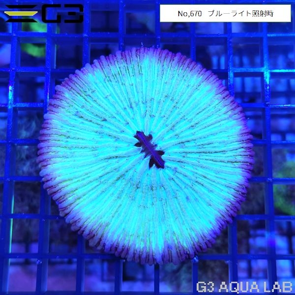 クサビライシサンゴ ブルー・パープルラウンド(No,670)