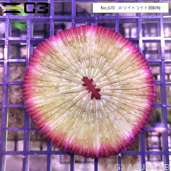 クサビライシサンゴ ブルー・パープルラウンド(No,670)