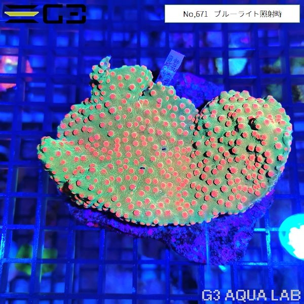 フカトゲサンゴ グリーン・オレンジポリプ(No,671)