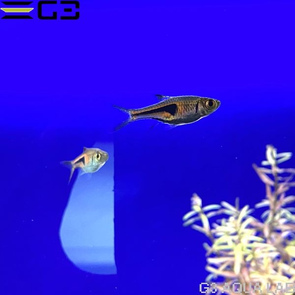 ラスボラ・エスペイ 約2cm 3匹 (サンプル画像)