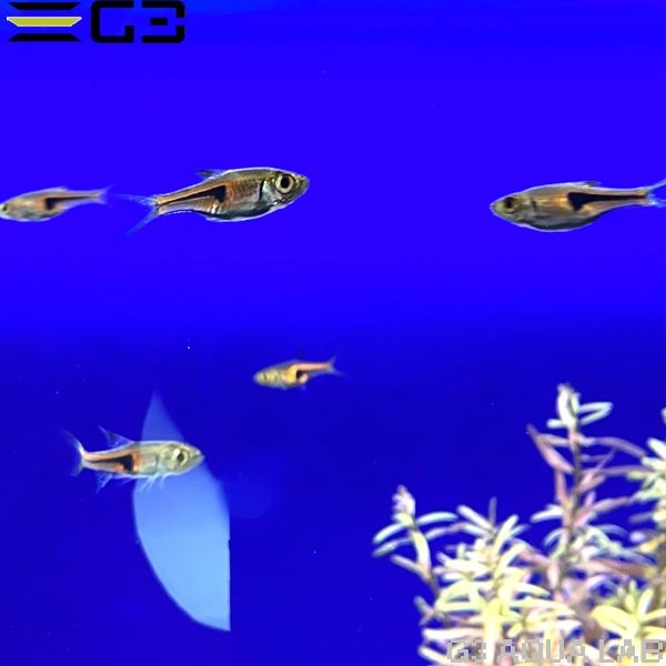 �饹�ܥ顦�����ڥ� ��2cm 3ɤ �ʥ���ץ������