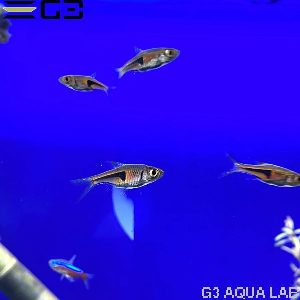 ラスボラ・エスペイ 約2cm 3匹 (サンプル画像)