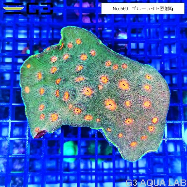 キッカサンゴ グリーンxオレンジマウス(No,669)