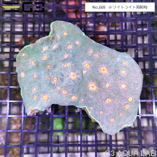 ���å����󥴡����꡼��x����󥸥ޥ�����No,669��